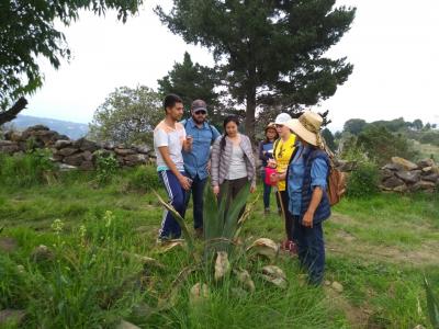 EY ambassadors observing vegetation.