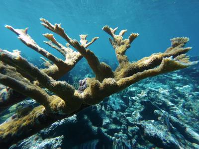 marine life in the bahamas