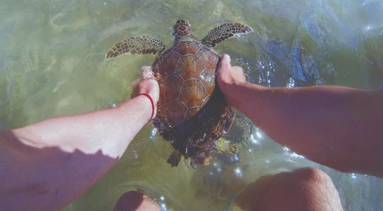 releasing a sea turtle