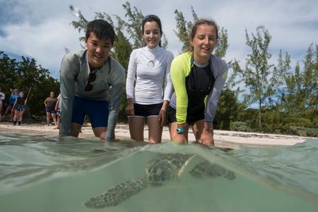 earthwatch volunteers release a sea turtle