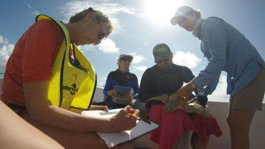 earthwatch volunteers measure turtles on board a skiff