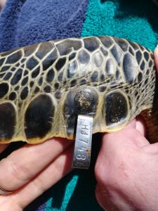measuring a sea turtle