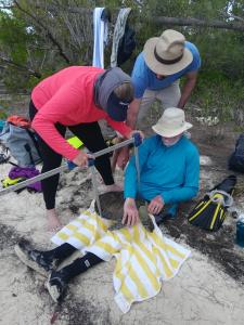 volunteers weigh a sea turtle