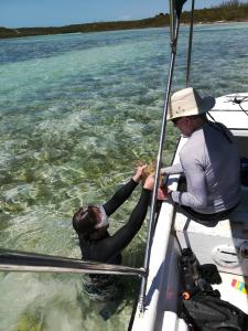 volunteers study sea turtles in the bahamas