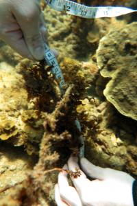 an Earthwatch volunteer measures corals 