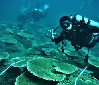 scuba diving in the Great Barrier Reef