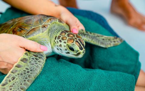 volunteer measuring a sea turtle