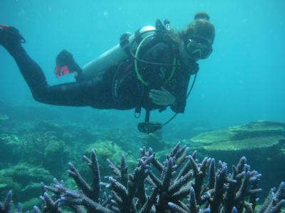 scuba diver explores the great barrier reef