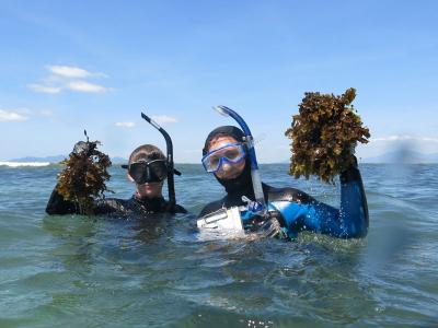 volunteers snorkel to conduct fieldwork