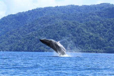 A male humpback whale shows off for a female. (Courtesy David Herra-Miranda)