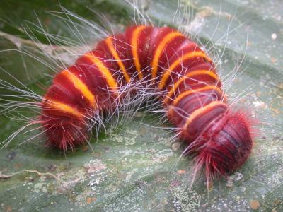 red and orange caterpillar