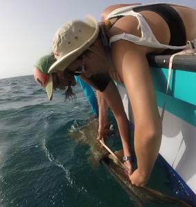 Earthwatch volunteers catch sharks in Belize 