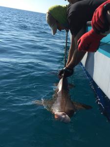 earthwatch volunteers and scientists release a tagged shark