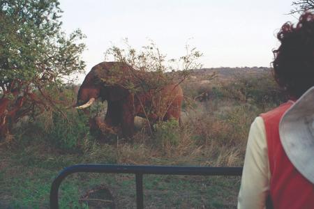 earthwatch volunteer observing elephant