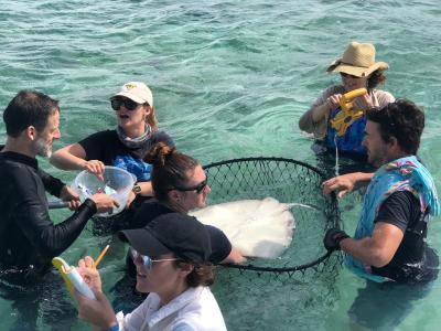 Earthwatch volunteers catch and measure a ray 
