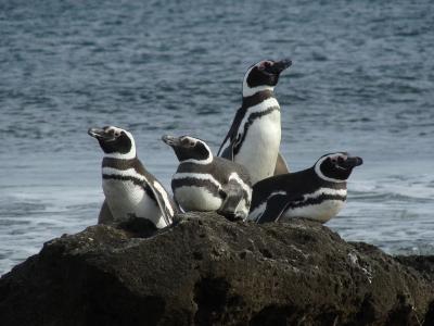 penguins in patagonia