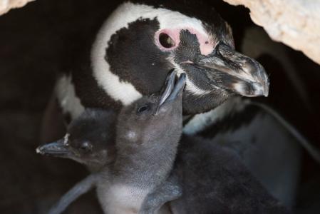 penguin with chick
