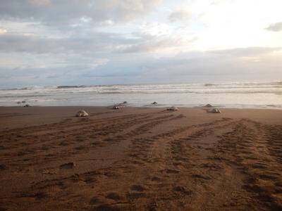 sea turtles heading out to the waves