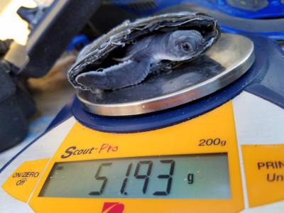 weighing a baby sea turtle