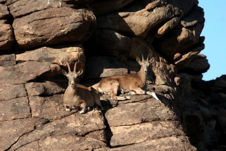 Several gazelle rest on a rock outcrop (C) Dave Kenny