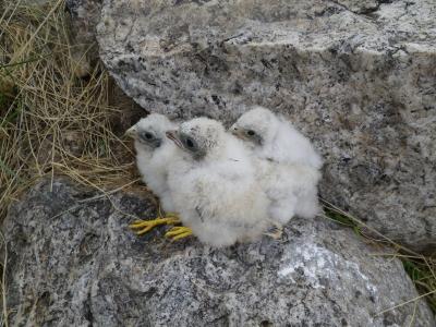 Three fluffy kestrel chicks