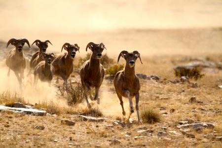 A herd of Argali mountain sheep