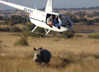 A helicopter follows a rhino during the dehorning process (C) Melissa & Blake