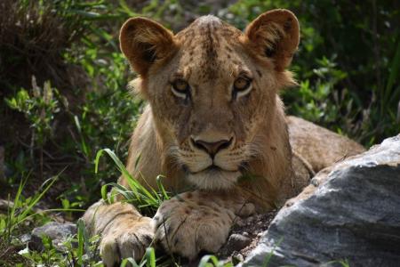Big cats such as lions and cheetah can also be commonly seen on the ranch (C) Lynn Von Hagen