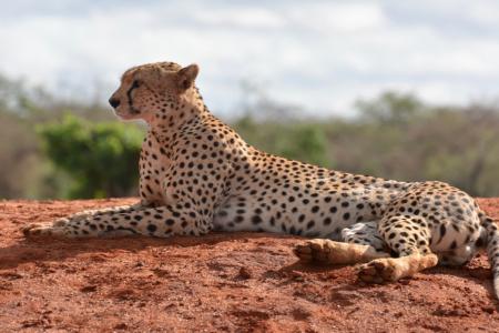 A cheetah seen just outside Kivuli Camp (C) Lynn Von Hagen