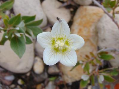 A flower blooming in the Arctic (credit Yokas)