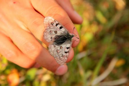 One of the butterfly species that inhabits the Mackenzie Mountains (credit Emma Fowler)