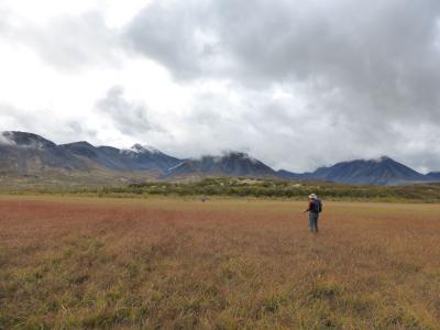 Volunteers trek the tundra to monitor permafrost. (credit Steve Mamet)