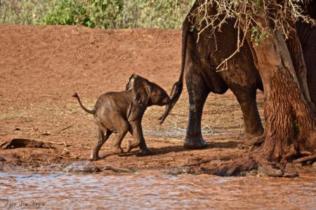 An infant elephant follows its mother