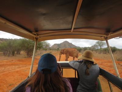 Earthwatch volunteers observe an elephant from a research vehicle (C) Rachael Biggs