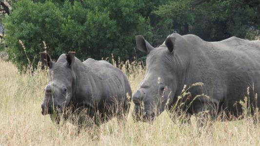 Two white rhinos (C) Lynne MacTavish