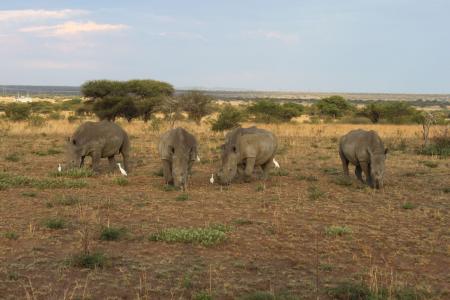 Four white rhinos grazing (C) Stephen Hart