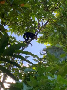 A capuchin monkey in a tree (C) Caroline Nassif