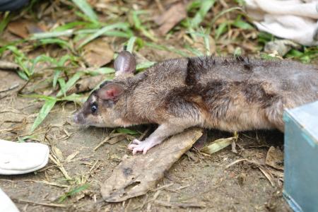You can help check traps, handle, and process small mammals (credit Stan Rullman)