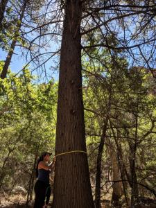 An Earthwatch volunteer measures a tree in Arizona (C) Zach Zimmerman