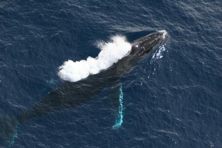 A humpback whale surfaces (C) David Herra-Miranda