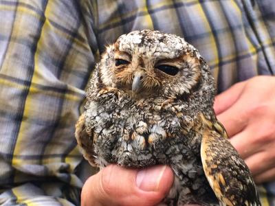 A flammulated owl is examined in Utah (C) Caroline Dunn