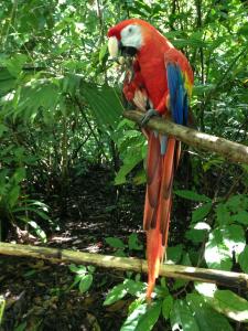 A large macaw parrot (C) Caroline Dunn