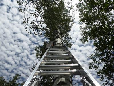 A ladder is placed to check a nesting box in Utah (C) Grant Dornfeld