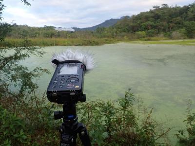 Help record the sounds of the Atlantic Forest (credit Stan Rullman)