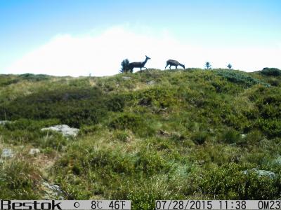 An image captured on camera traps featuring the wildlife of the Pyrenees.