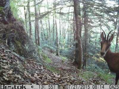 An image captured on camera traps featuring the wildlife of the Pyrenees.