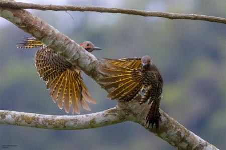 yellow shafted flickers