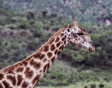 giraffe - credit john lechner