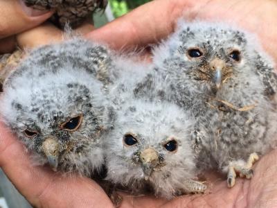 A volunteer holding three young flammulated owls (credit Caroline Dunn)