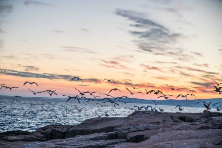 birds fly at sunset over acadia national park